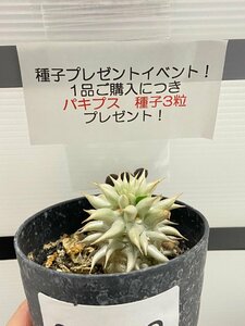 8993 「実生」パキポディウム レウコキサンツム【発根・Pachypodium・葉、花落ちします・購入でパキプス種子プレゼント】