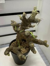 8766 「塊根植物」チレコドン ワリチー大 植え【発根・Tylecodon wallichii・多肉植物・購入でパキプス種子プレゼント】_画像5