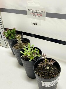 9098 「塊根植物」実生 4株セット【ヘプタゴナ・レトロルサ・ホロンベンセ・パキプス・購入でパキプス種子プレゼント】