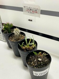 9096 「塊根植物」実生 4株セット【ヘプタゴナ・レトロルサ・ホロンベンセ・パキプス・購入でパキプス種子プレゼント】