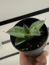 8902 「多肉植物】アガベ　ホワイトアイス 2株セット【発根・子株・agave white ice・購入でパキプス種子プレゼント】_画像8