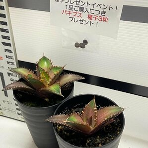 8940 「高級」アガベ チタノタ 赤猫 2株セット【発根・多肉植物・子株・A.titanota Red Catweezle・購入でパキプス種子プレゼント】の画像1