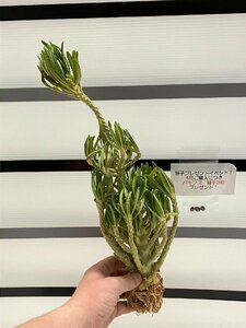 9138 「塊根植物」ドルステニア ギガス ブラータ 抜き苗【最新到着・Dorstenia gigas f. bullata・購入でパキプス種子プレゼント】