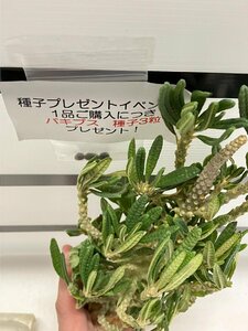 9127 「塊根植物」ドルステニア ギガス ブラータ 抜き苗【最新到着・Dorstenia gigas f. bullata・購入でパキプス種子プレゼント】