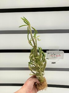 9152 「塊根植物」ドルステニア ギガス ブラータ 抜き苗【最新到着・Dorstenia gigas f. bullata・購入でパキプス種子プレゼント】