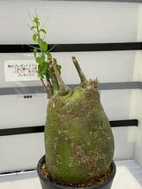 8730 「塊根植物」アデニア スピノーサ 大 植え【未発根・Adenia spinosa・多肉植物・購入でパキプス種子プレゼント】_画像7