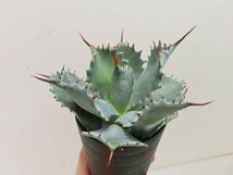 8906 「多肉植物」アガベ ポタトラム “スポーン” 植え【発根・リュウゼツラン・ Agave potatorum “spawn”・残り僅か】_画像6