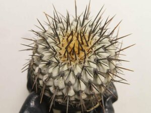 9243 「サボテン」コピアポア コルムナアルバ 抜き苗【多肉植物・Copiapoa cinerea var. columna-alba・特選株・希少株】