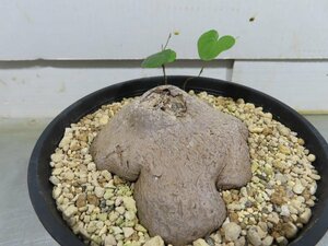 8422 「塊根植物」ディオスコレア シルバチカ 亀甲竜 植え【発根・多肉植物・Dioscorea sylvatica】