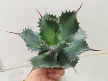 8911 「多肉植物」アガベ ポタトラム “スポーン” 植え【発根・リュウゼツラン・ Agave potatorum “spawn”・残り僅か】_画像8