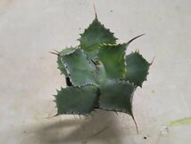 8907 「多肉植物」アガベ ポタトラム “スポーン” 植え【発根・リュウゼツラン・ Agave potatorum “spawn”・残り僅か】_画像4