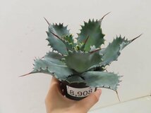 8908 「多肉植物」アガベ ポタトラム “スポーン” 植え【発根・リュウゼツラン・ Agave potatorum “spawn”・残り僅か】_画像5