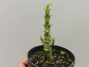 8915 「実生」パキポディウム ウィンゾリ 【種から発芽・発根・Pachypodium windsorii・塊根植物】