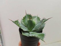 8902 「多肉植物」アガベ ポタトラム “スポーン” 植え【発根・リュウゼツラン・ Agave potatorum “spawn”・残り僅か】_画像5