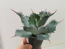 8908 「多肉植物」アガベ ポタトラム “スポーン” 植え【発根・リュウゼツラン・ Agave potatorum “spawn”・残り僅か】_画像1