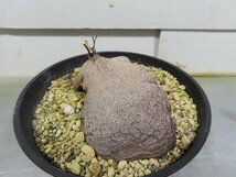 8421 「塊根植物」ディオスコレア シルバチカ 亀甲竜 植え【発根・多肉植物・Dioscorea sylvatica】_画像1