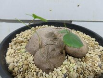 8422 「塊根植物」ディオスコレア シルバチカ 亀甲竜 植え【発根・多肉植物・Dioscorea sylvatica】_画像6