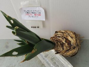 2446 「球根植物」ドリミア SPP 抜き苗【畑地植え株・自社養生株・drimia SPP・球根植物・購入でパキプス種子プレゼント】