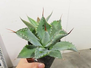 4753 「多肉植物」アガベ ポタトラム “スポーン” 植え【発根・リュウゼツラン・ Agave potatorum “spawn”・残り僅か】