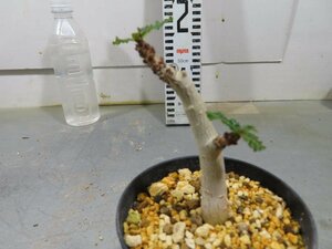 4986 「塊根植物」ボスウェリア　ナナ 植え【発根開始・Boswellia nana・希少・多肉植物】