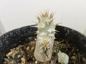 4846 「実生」パキポディウム グラキリスSP【種から発芽・発根・マダガスカル現地種・Pachypodium gracilius】