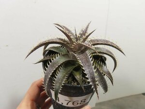 4768 「多肉植物】ディッキア　グランマルニエ　植え【発根・多肉植物・子株・Dyckia marnier-lapostollei Grand Marnier】