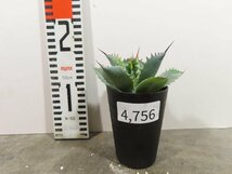 4756 「多肉植物」アガベ ポタトラム “スポーン” 植え【発根・リュウゼツラン・ Agave potatorum “spawn”・残り僅か】_画像2