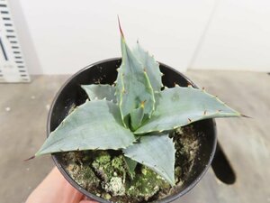 4762 「多肉植物」アガベ　セバスティアナ 植え【発根・美株・リュウゼツラン・Agave sebastiana】