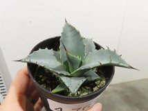 4763 「多肉植物」アガベ　セバスティアナ 植え【発根・美株・リュウゼツラン・Agave sebastiana】_画像4