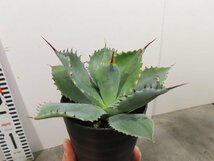 4756 「多肉植物」アガベ ポタトラム “スポーン” 植え【発根・リュウゼツラン・ Agave potatorum “spawn”・残り僅か】_画像8