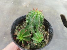 4871 「実生」ユーフォルビア メロフォルミス【多肉植物・発根・・Euphorbia meloformis】_画像8