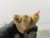 5058 「多肉植物」ユーフォルビア フィッシュスケール 抜き苗【最新到着・塊根植物・E.fish bone・マダガスカル】_画像7