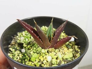 4613 「激レア高級品種」アガベ チタノタ ハデス 黒帝斯 植え【発根開始・Agave titanota Hades・恐竜牙歯・リュウゼツラン】