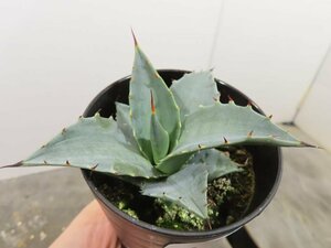 4757 「多肉植物」アガベ　セバスティアナ 植え【発根・美株・リュウゼツラン・Agave sebastiana】