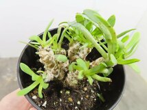 4886 「実生」オトンナ レトロルサ【発根・塊根植物・多肉植物・Othonna retrorsa】_画像8