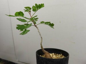 4975 「実生」パキコルムス ディスカラー 植え【発根・Pachycormus discolor・象の木・多肉植物・塊根植物】