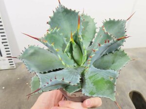 4749 「多肉植物」アガベ ポタトラム “スポーン” 植え【発根・リュウゼツラン・ Agave potatorum “spawn”・残り僅か】