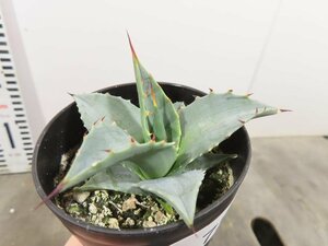 4759 「多肉植物」アガベ　セバスティアナ 植え【発根・美株・リュウゼツラン・Agave sebastiana】