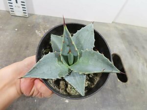 4761 「多肉植物」アガベ　セバスティアナ 植え【発根・美株・リュウゼツラン・Agave sebastiana】