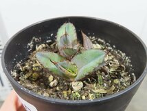 4725 「激レア高級品種】アガベ チタノタ 藍鯨 植え【発根・超厳選極上子株・Agave titanota】_画像4