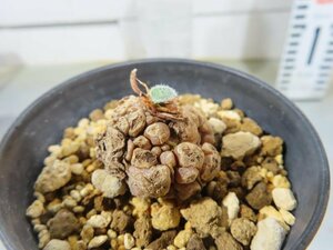 4963 「球根植物」エリオスペルマム ドレゲイ 植え版【未発根・芽吹き・Eriospermum dregei・多肉植物】