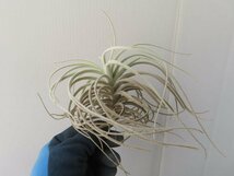 2426 「エアプランツ」tillandsia tectorum centro 抜き苗【希少・美株・チランジア・種子イベントは終了しました】_画像4