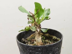 6239 「実生」フォークイエリア　コルムナリス【種から発芽・有望株・Fouquieria columnaris・観峰玉・塊根植物・残り僅か】