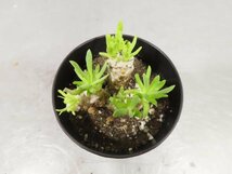 6250 「実生」オトンナ レトロルサ【発根・塊根植物・多肉植物・Othonna retrorsa】_画像4