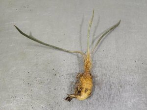 8676 「多肉植物I」アストロフィツム カプトメデューサ 抜き苗【サボテン・発根甘目・Astrophytum Caput-Medusae】
