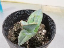 8715 「多肉植物】アガベ　ホワイトアイス【発根・子株・agave white ice】_画像6