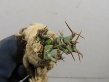 2872 「多肉植物」ユーフォルビア トルチラマ 抜き苗【3/9最新到着・塊根植物・Euphorbia tortirama】_画像6