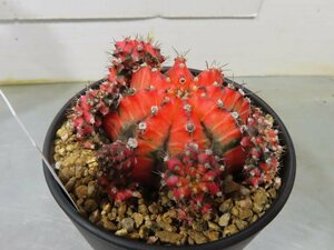 4707 「多肉植物I」ギムノカリキウム ミハノビッチ 植え【発根・美株・Gymnocalycium mihanovichii・サボテン】