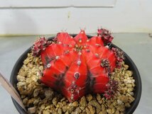 4711 「多肉植物I」ギムノカリキウム ミハノビッチ 植え【発根・美株・Gymnocalycium mihanovichii・サボテン】_画像2