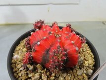 4711 「多肉植物I」ギムノカリキウム ミハノビッチ 植え【発根・美株・Gymnocalycium mihanovichii・サボテン】_画像3